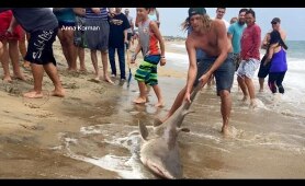 Video Shows Men Catching Shark Off Coast of North Carolina | ABC World News Tonight | ABC News