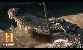 Swamp People: GIANT GATOR = BIG BUCKS (Season 11) | History